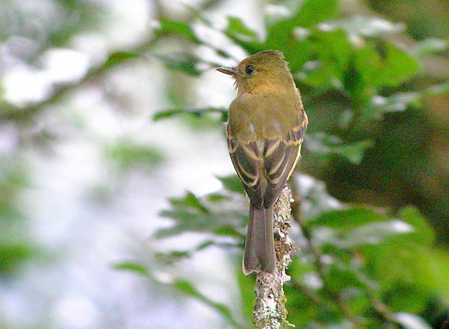 ochraceous_pewee_3