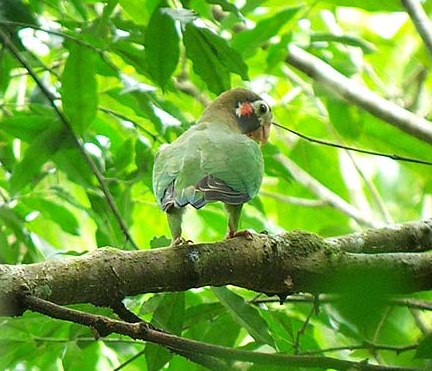 Brown-hooded parrot - looking for jocotes?