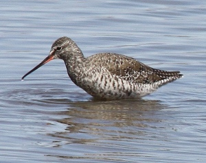 Spotted redshank with its long bill and dark wings