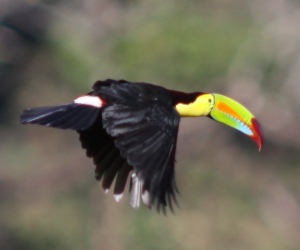 Keel-billed toucan takes flight, photo courtesy of Karel Straatman