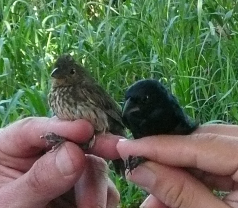 Male and female Blue-black Grassquits banded at CATIE