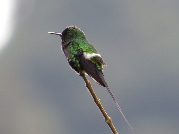 hummingbird-green-thorntail-male-santa-cristina-la-suiza-39