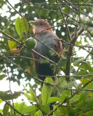 Resident Squirrel Cuckoo
