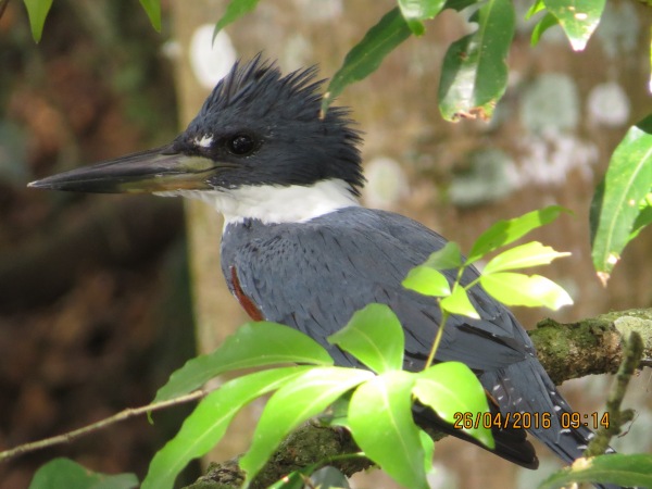 Kingfisher, Ringed (female, Reventazon- Angostura) (5)