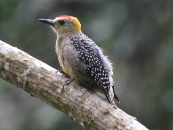 Woodpecker, Hoffmann´s, male, juvenile, Paso Marcos