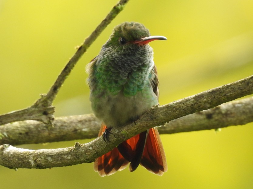 Hummingbird, Rufous-tailed, male, Casa Botania, San Vito