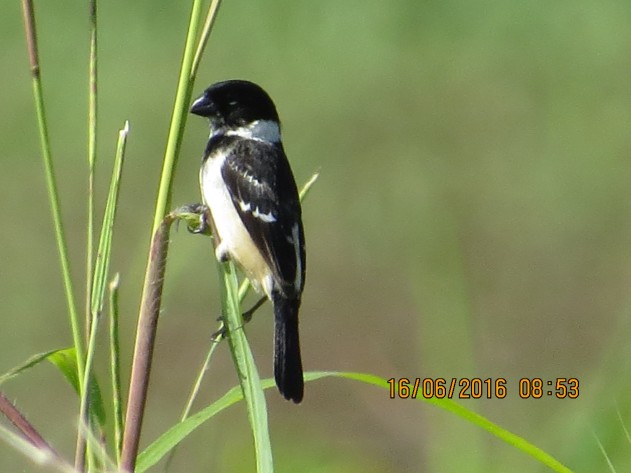 Seedeater, White-collared, male, Florencia (2)